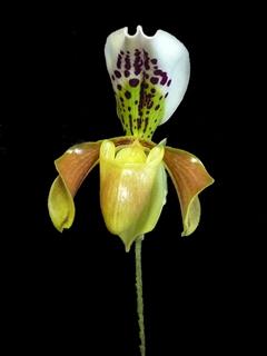 Paphiopedilum Hamatidori.jpg